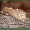  - Pale Prominent