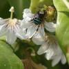  - Blue-banded bee