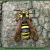  - Clear-winged moth, Sesia abejilla, Hornet Moth