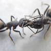  - black carpenter ant
