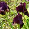  - Dark-purple Iris, Coastal Iris