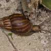  - Giant African Snail