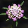  - Sweet Scabious