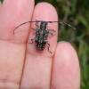  - Small Acacia Longicorn Beetle