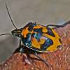  - Jewel Bug or Harlequin Bug