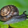  - German hairy snail
