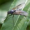  - Large fleck-winged snipefly