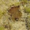  - Massive starlet coral, Round starlet coral