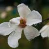  - Japanese Magnolia
