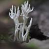  - White coral fungus or  crested coral fungus