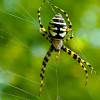  - Black-Yellow Garden Spider, Writing Spider, Bannana Spider, Corn Spider