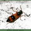  - Black-Banded Soft-Winged Flower Beetle
