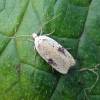  - defoliating hemlock moth or poison hemlock moth