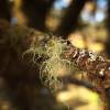  - beard lichen