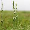  - Perennial Yellow-woundwort or Stiff hedgenettle