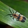  - Banded Net-Winged Beetle