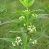  - Northern bedstraw