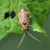  - Viburnum leaf beetle
