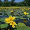  - Fringed Water-lily