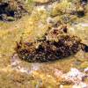  - Large-spotted sea hare