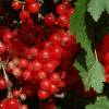  - Red Currant