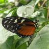  - Tiger longwing, Hecale longwing, Golden longwing or Golden heliconian