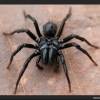  - Purseweb spiders, Atypical tarantulas