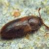  - False Skin beetles