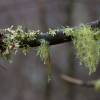  - Greenleaf Tuckermannopsis Lichen
