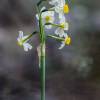  - Bunch-flowered Daffodil
