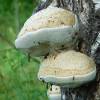  - Touchwood Fungus