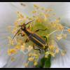  - Margined leatherwing, Margined soldier beetle