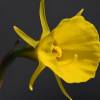  - Petticoat daffodil or Hoop-petticoat daffodil