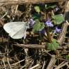 - Real's Wood White
