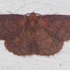  - Black-dotted Ruddy Moth