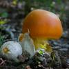  - Gilled mushrooms or Euagarics
