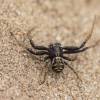  - Common crab spider