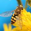  - Vagrant Hoverfly