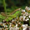  - Roesel's Bush-cricket