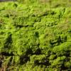  - green algae