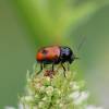  - Black-and-red pot beetle, Two-spotted pot beetle
