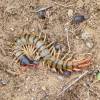  - Megarian banded centipede