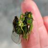  - Chathams cicada