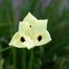  - Wild iris, African iris or Fortnight lily