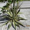 - American agave, Sentry plant, Century plant, Maguey or American aloe