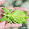  - Giant Malaysian Leaf Insect