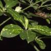  - Euonymus Scale, Spindle tree hard scale