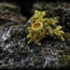  - orange wall lichen
