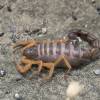  - Black hairy thick-tailed scorpion