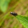  - Black Pine Bark Beetle